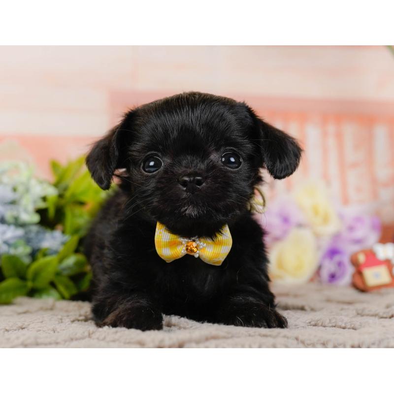 販売中の神奈川県のチワプー:チワワ×トイプードル-432998の13枚目