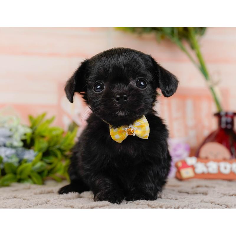 販売中の神奈川県のチワプー:チワワ×トイプードル-432998の12枚目