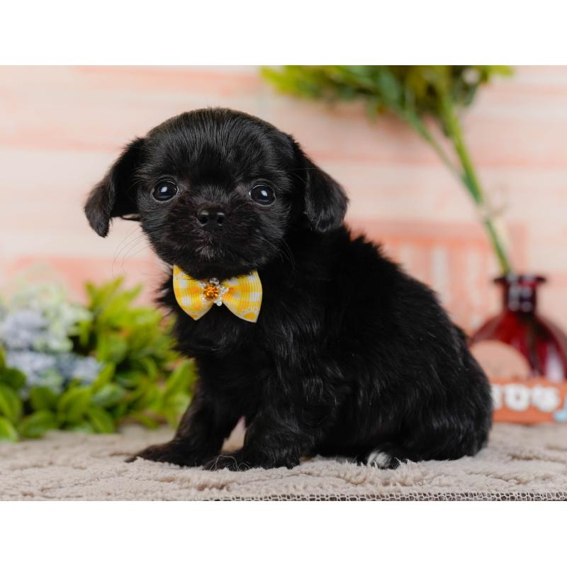 販売中の神奈川県のチワプー:チワワ×トイプードル-432998の10枚目