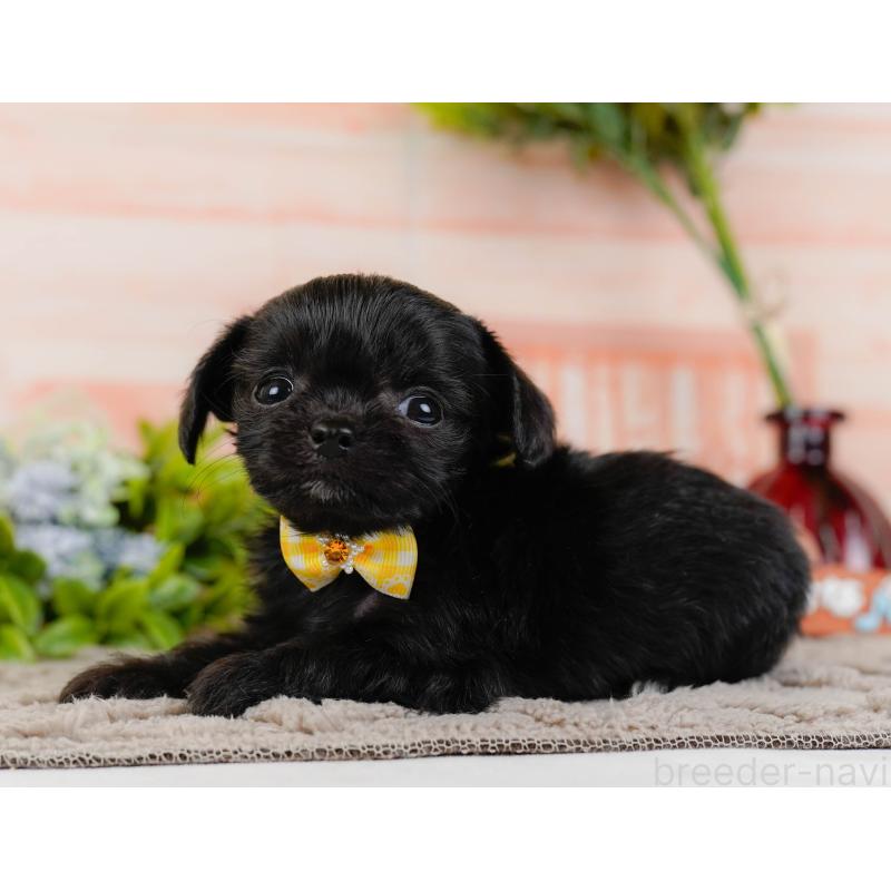 販売中の神奈川県のチワプー:チワワ×トイプードル-432998の9枚目