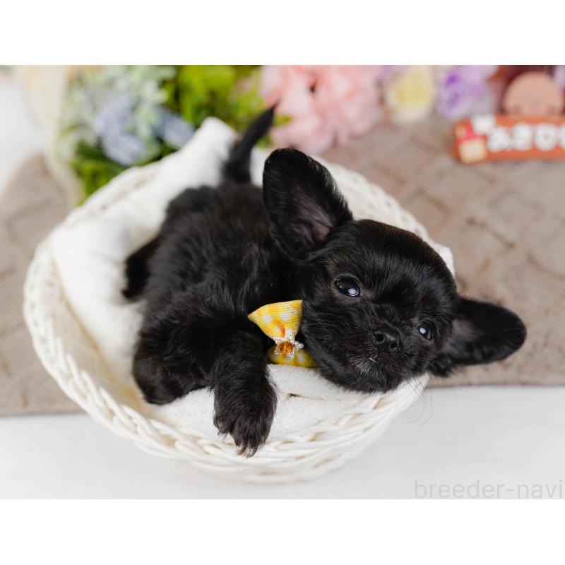 販売中の神奈川県のチワプー:チワワ×トイプードル-432998の7枚目