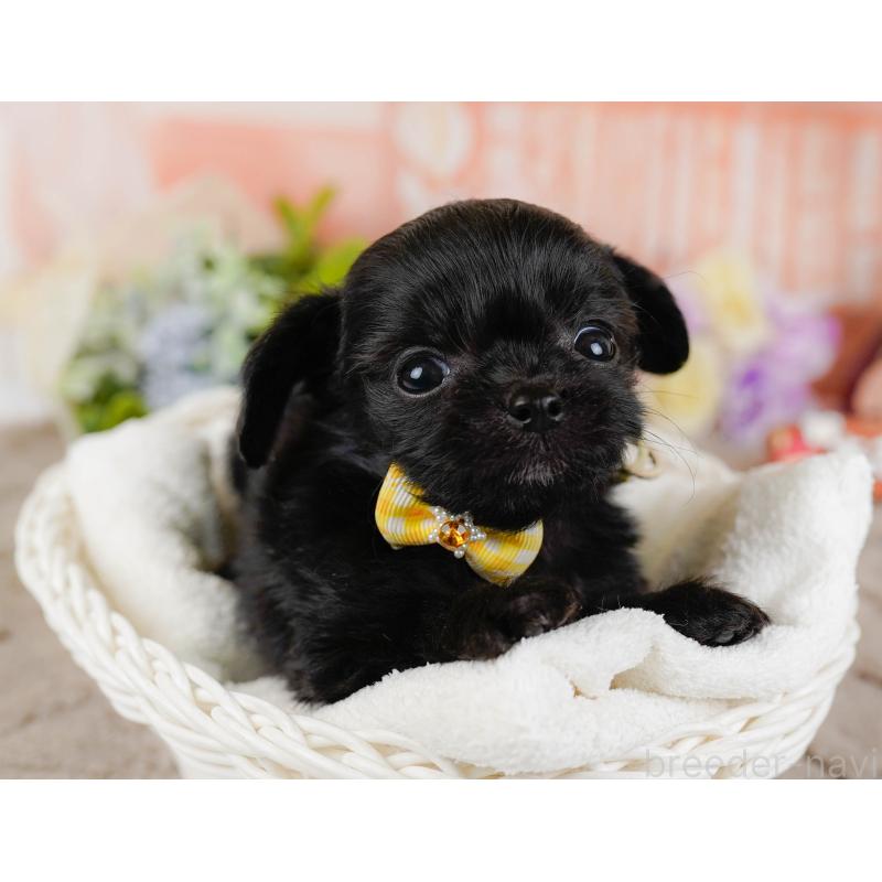 販売中の神奈川県のチワプー:チワワ×トイプードル-432998の6枚目