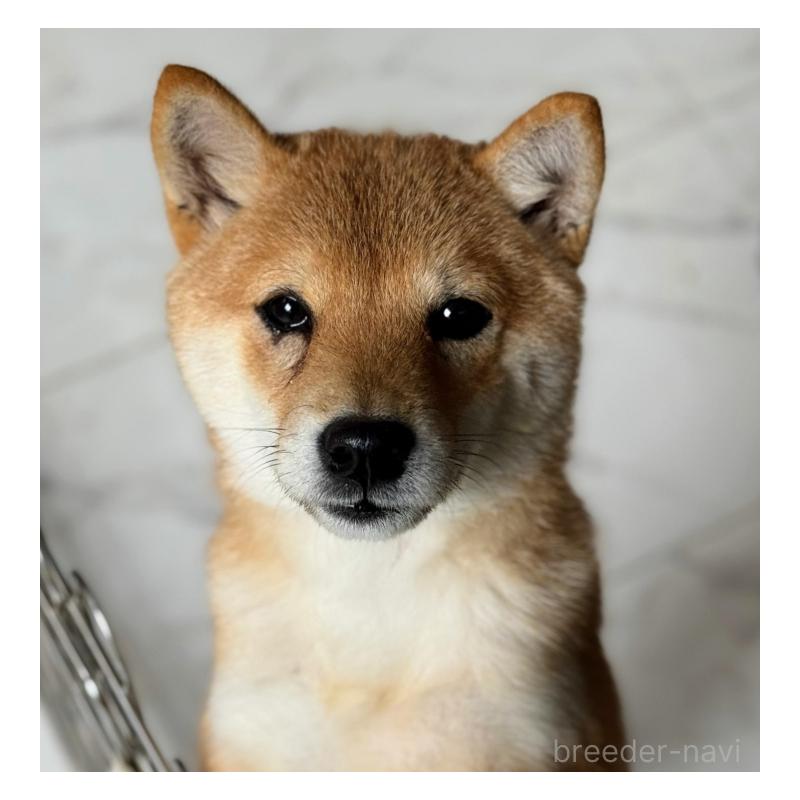 販売中の熊本県の柴犬-432989の1枚目