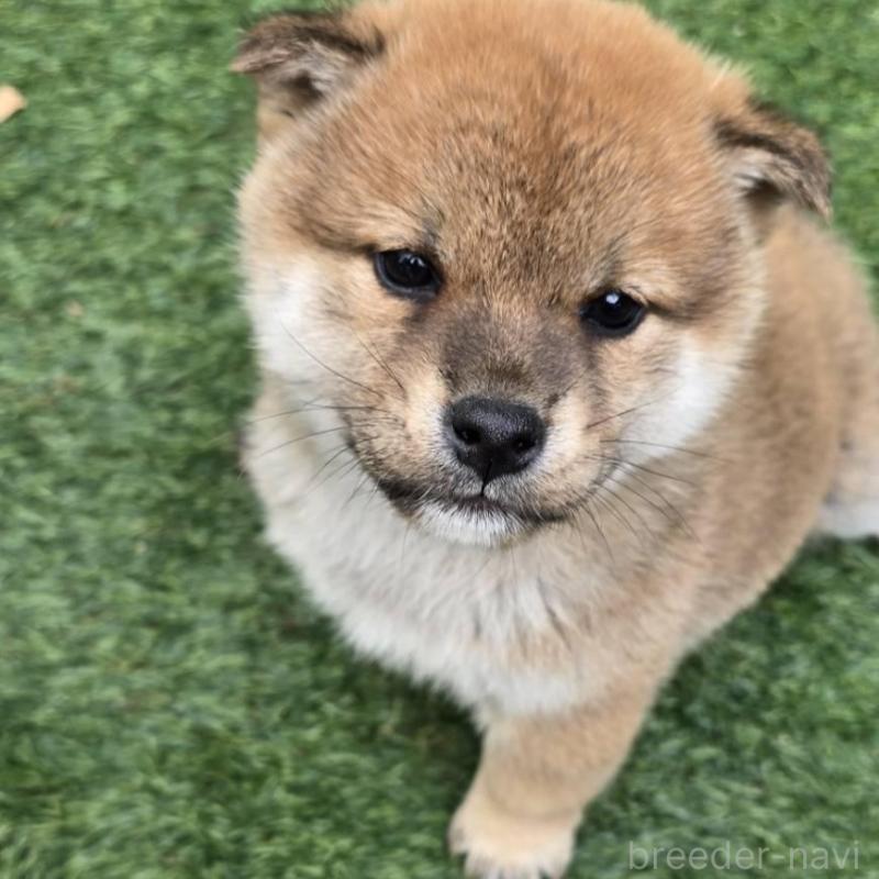 販売中の島根県の柴犬-432986の1枚目