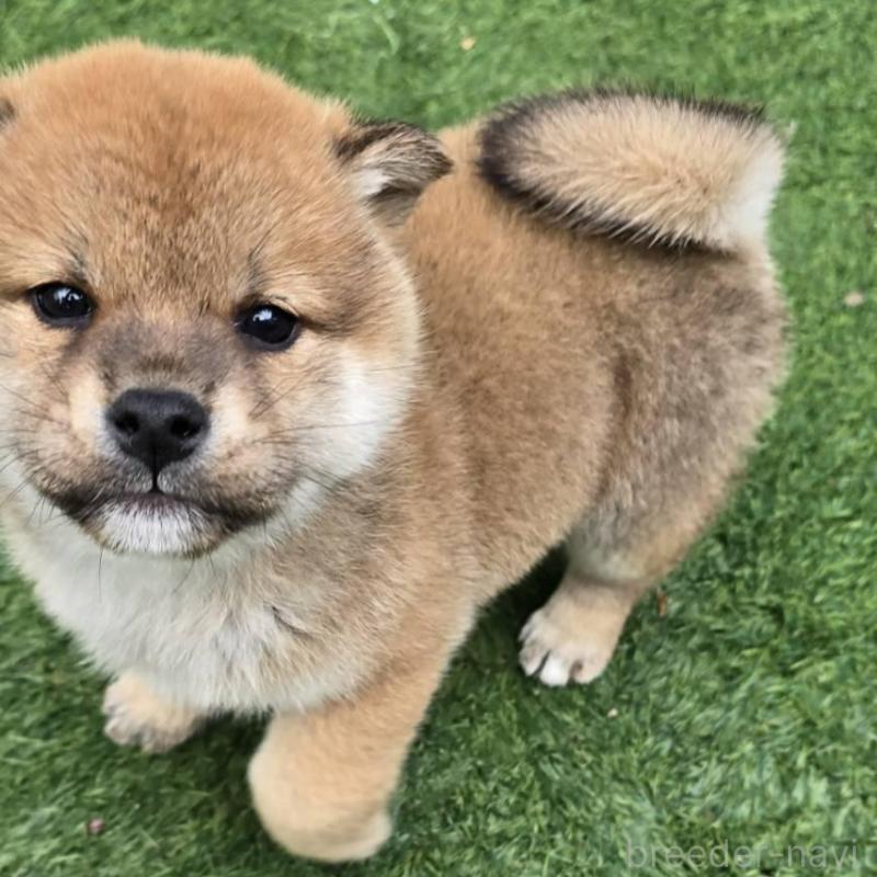 販売中の島根県の柴犬-432986の6枚目