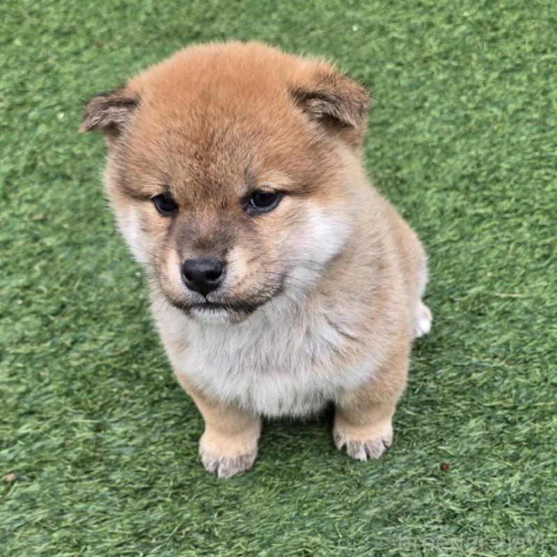 販売中の島根県の柴犬-432986の5枚目