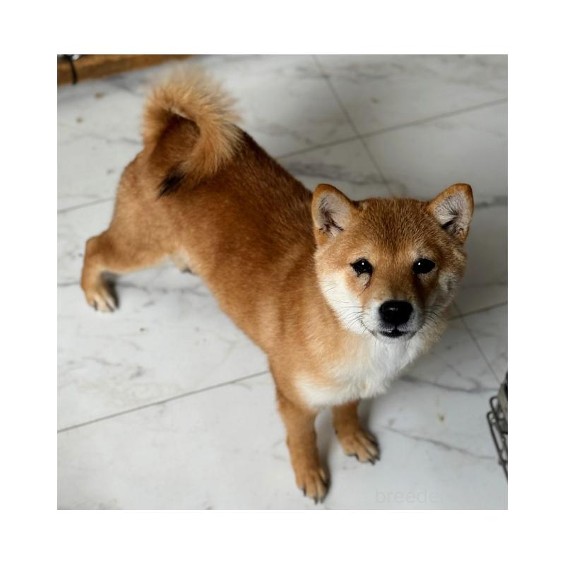 販売中の熊本県の柴犬-432989の2枚目