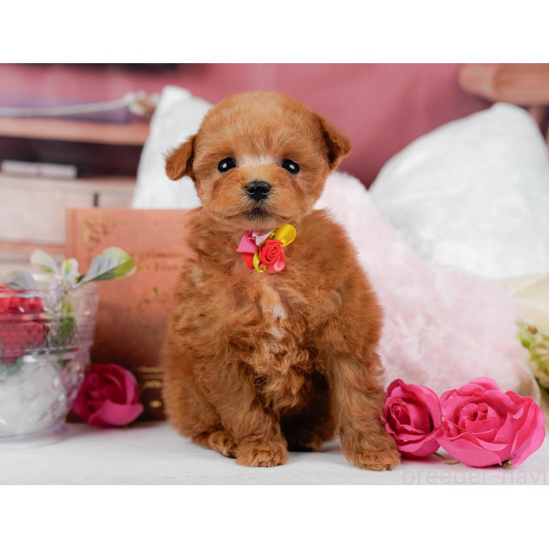 販売中の神奈川県のティーカッププードル-432992の13枚目