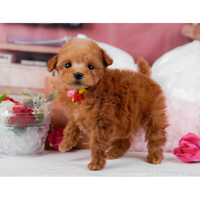 販売中の神奈川県のティーカッププードル-432992の12枚目