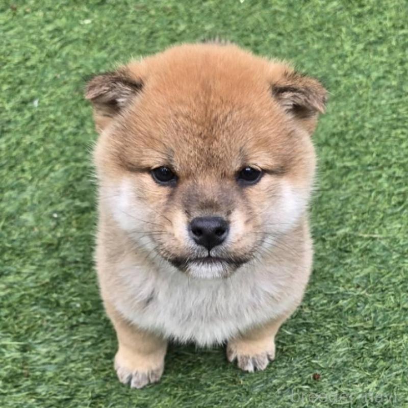 販売中の島根県の柴犬-432986の4枚目