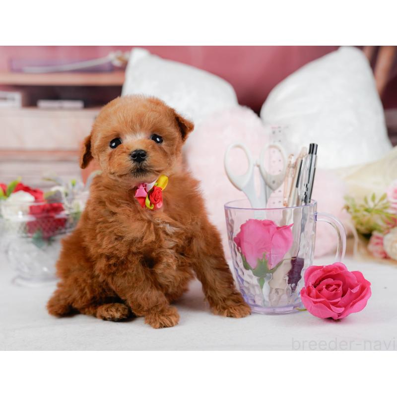 販売中の神奈川県のティーカッププードル-432992の11枚目