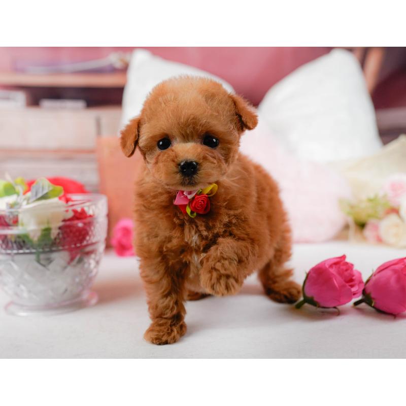 販売中の神奈川県のティーカッププードル-432992の10枚目