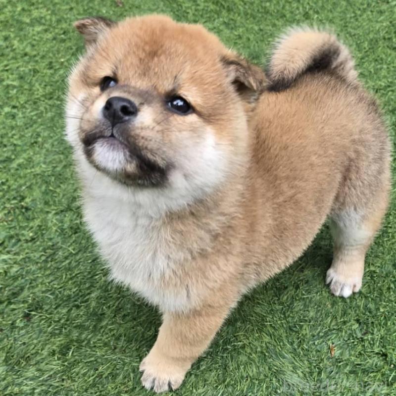 販売中の島根県の柴犬-432986の3枚目