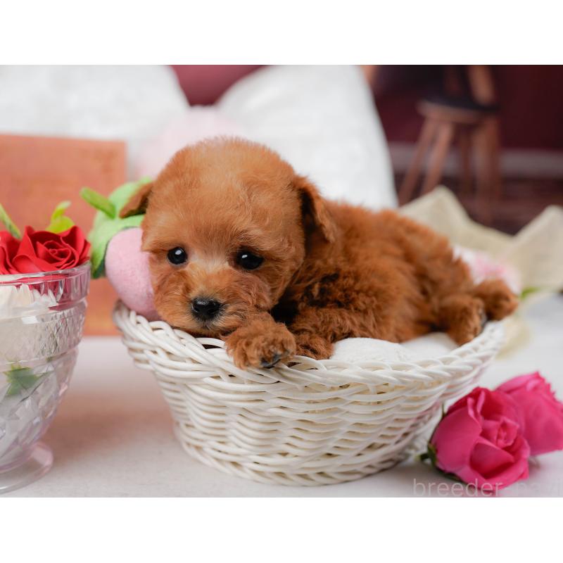 販売中の神奈川県のティーカッププードル-432992の9枚目