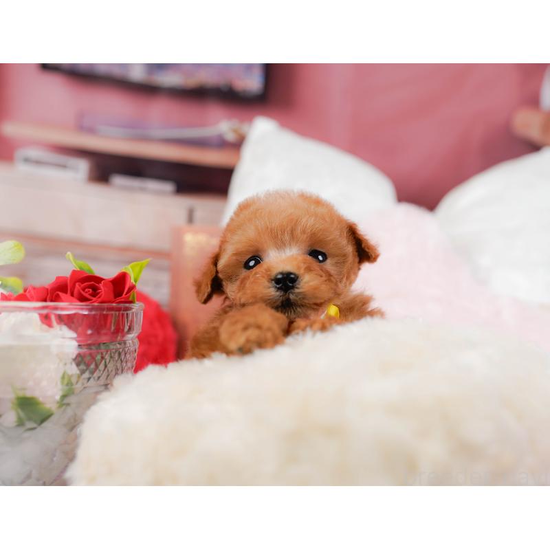 販売中の神奈川県のティーカッププードル-432992の8枚目