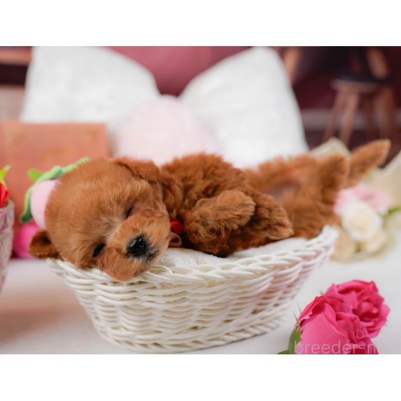 販売中の神奈川県のティーカッププードル-432992の7枚目