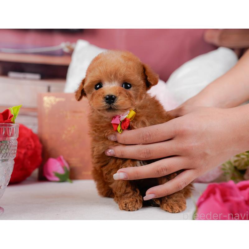 販売中の神奈川県のティーカッププードル-432992の6枚目