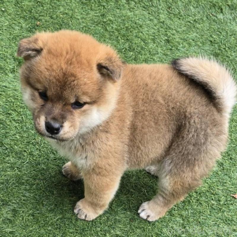 販売中の島根県の柴犬-432986の2枚目