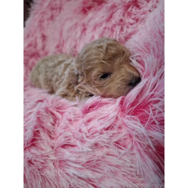 販売中の群馬県のビションプー:ビションフリーゼ×トイプードル-432987の3枚目