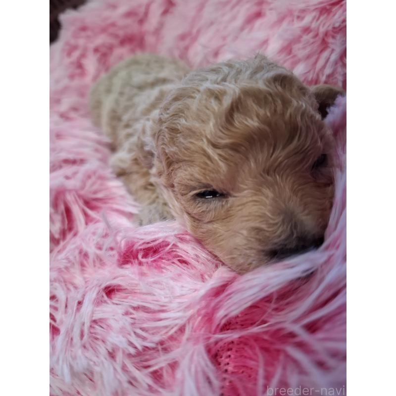 販売中の群馬県のビションプー:ビションフリーゼ×トイプードル-432987の2枚目