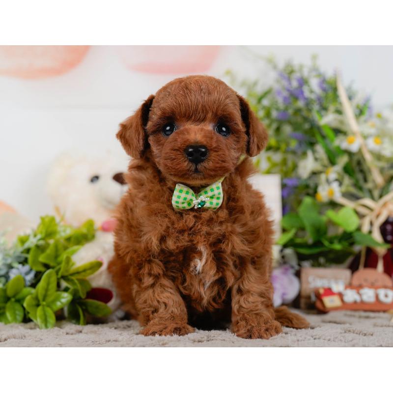 販売中の神奈川県のトイプードル-432994の13枚目