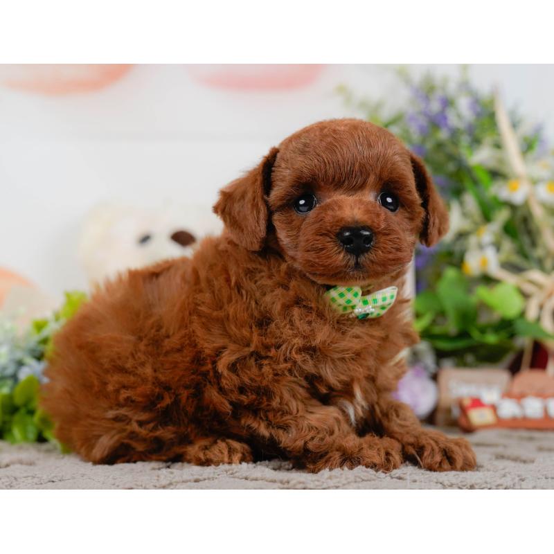 販売中の神奈川県のトイプードル-432994の12枚目