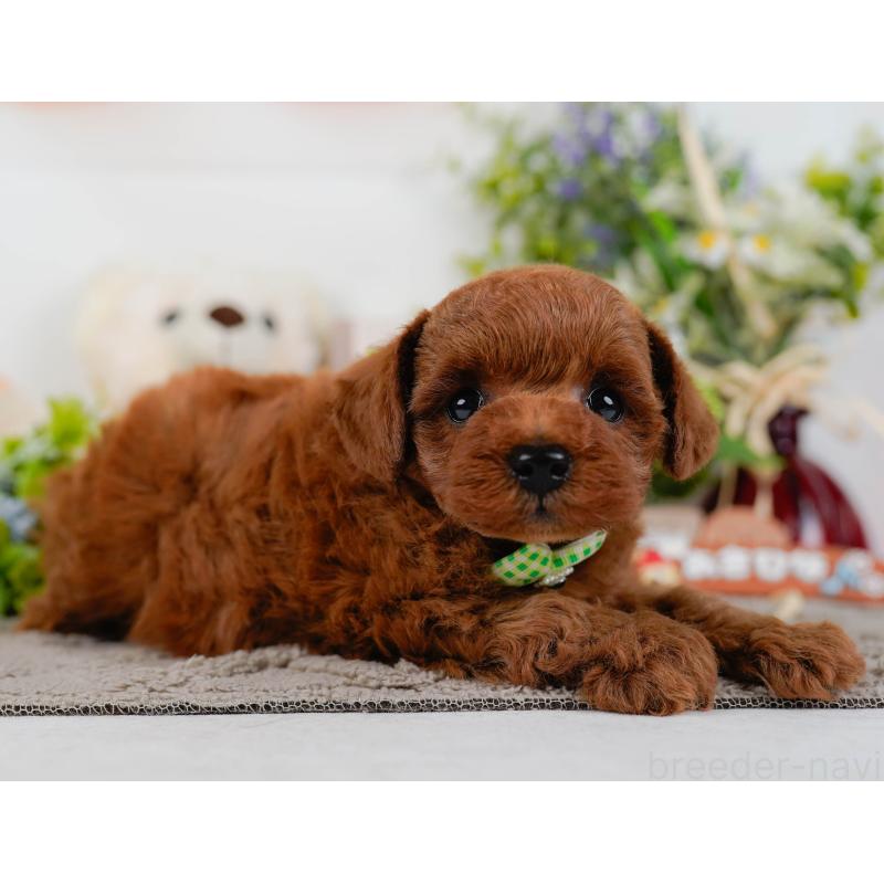 販売中の神奈川県のトイプードル-432994の11枚目