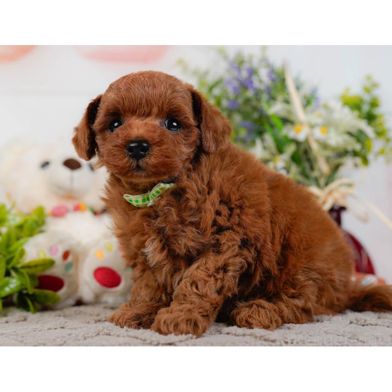 販売中の神奈川県のトイプードル-432994の10枚目