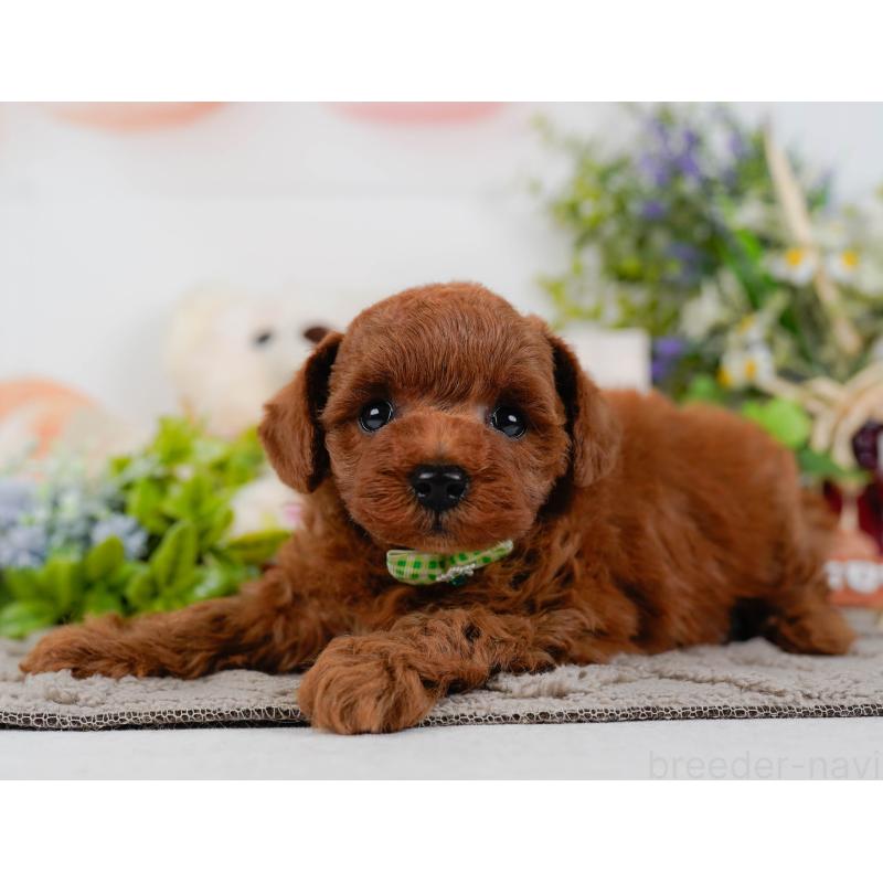 販売中の神奈川県のトイプードル-432994の9枚目