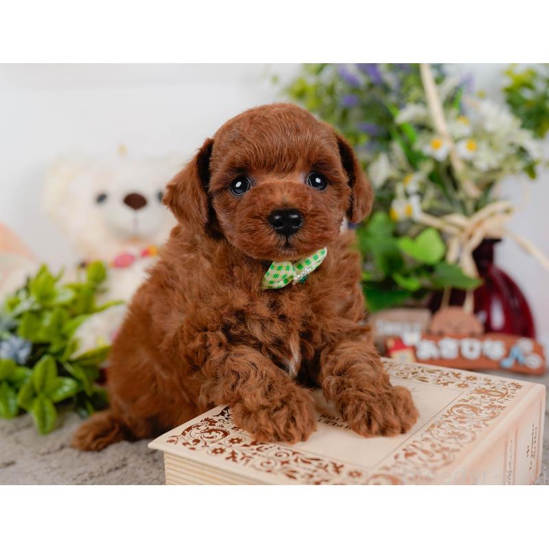 販売中の神奈川県のトイプードル-432994の8枚目