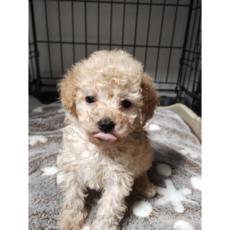 販売中の福岡県のトイプードル-432988の4枚目