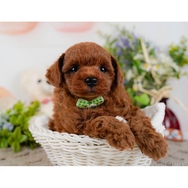 販売中の神奈川県のトイプードル-432994の7枚目