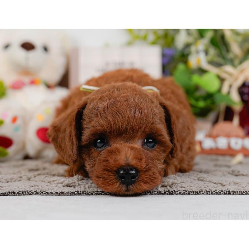 販売中の神奈川県のトイプードル-432994の6枚目