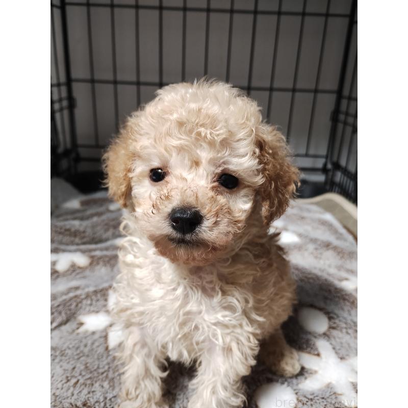 販売中の福岡県のトイプードル-432988の3枚目