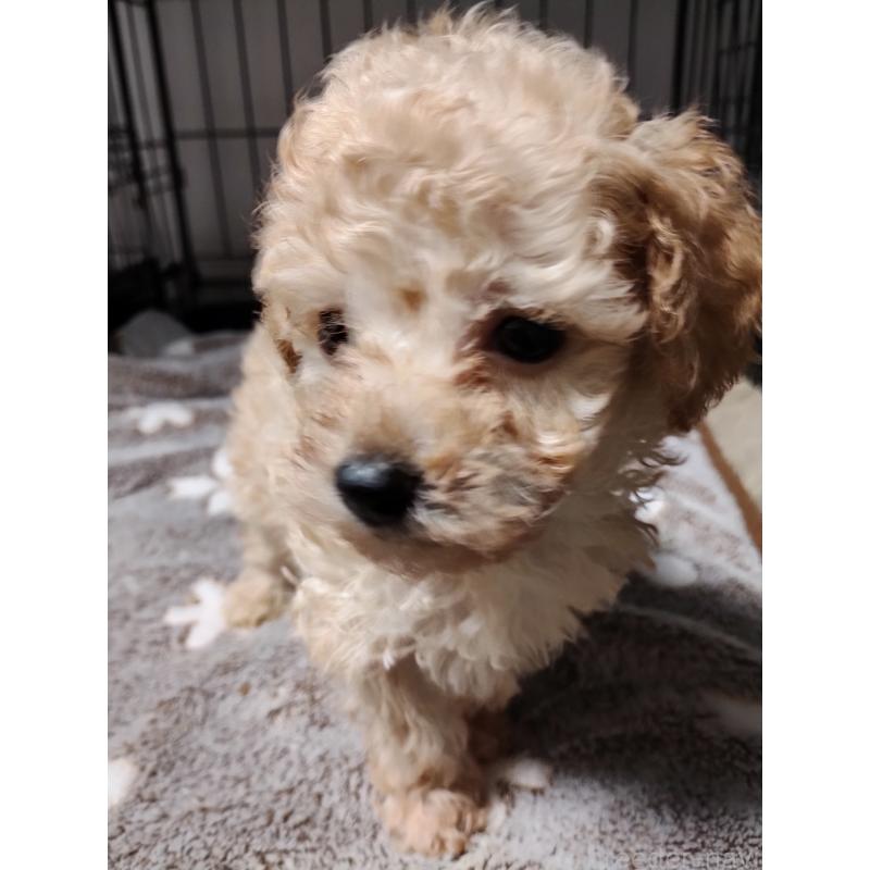 販売中の福岡県のトイプードル-432988の2枚目