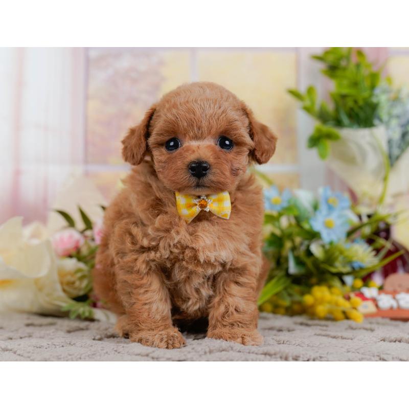 販売中の神奈川県のタイニープードル-432997の13枚目