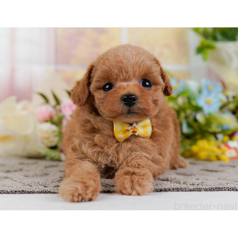 販売中の神奈川県のタイニープードル-432997の12枚目