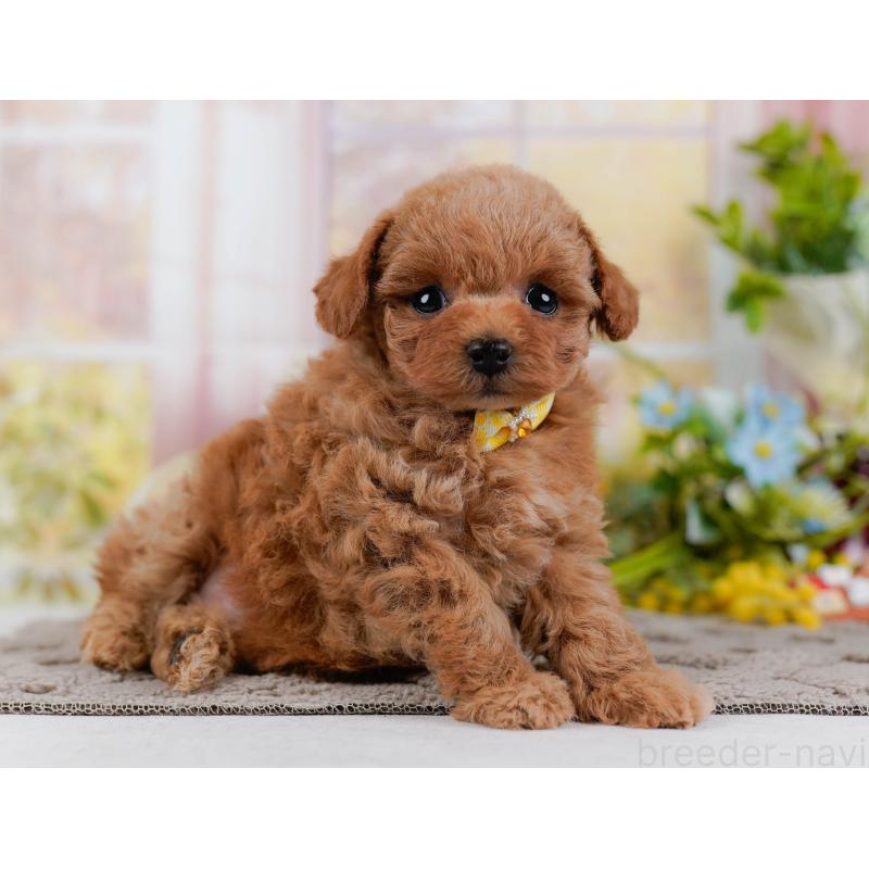 販売中の神奈川県のタイニープードル-432997の11枚目