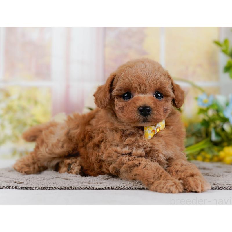 販売中の神奈川県のタイニープードル-432997の10枚目