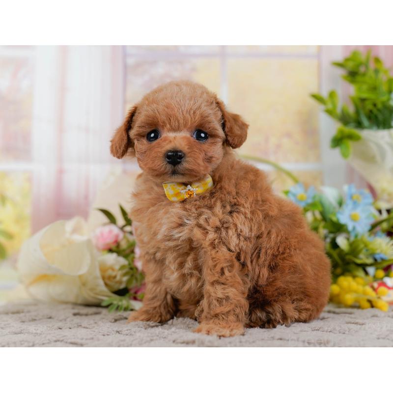 販売中の神奈川県のタイニープードル-432997の9枚目