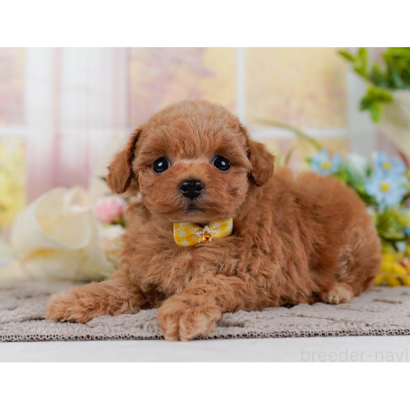 販売中の神奈川県のタイニープードル-432997の8枚目