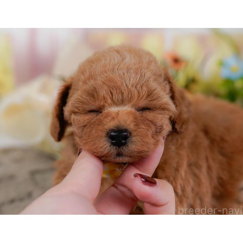 販売中の神奈川県のタイニープードル-432997の7枚目