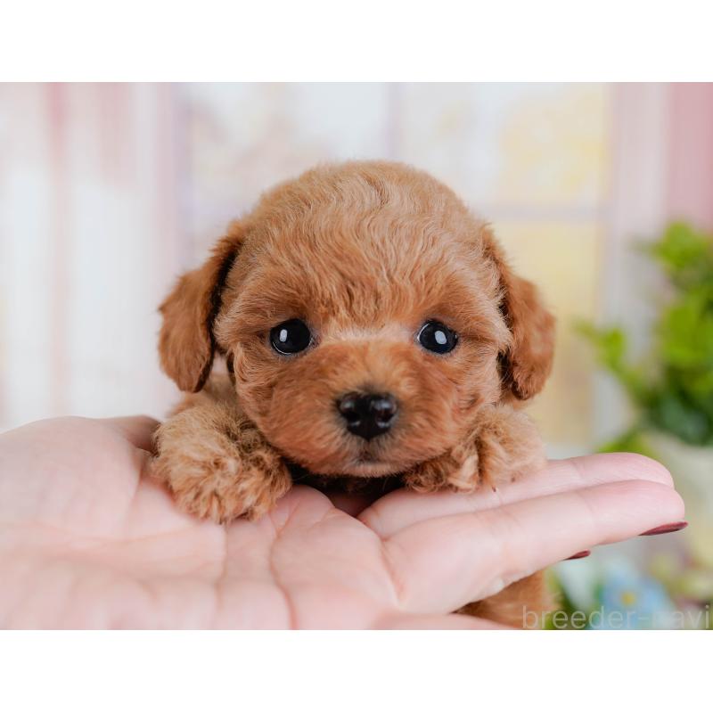 販売中の神奈川県のタイニープードル-432997の6枚目