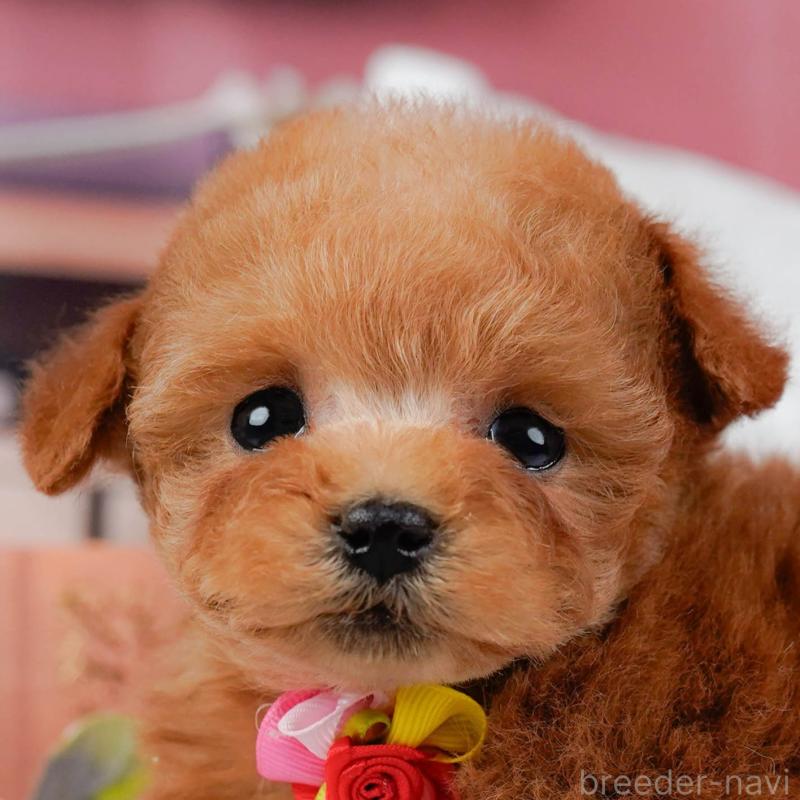 販売中の神奈川県のティーカッププードル-432992