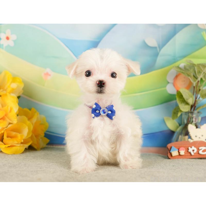 販売中の静岡県のマルチーズ-433068の10枚目