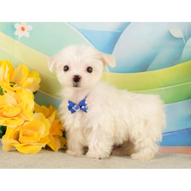 販売中の静岡県のマルチーズ-433068の9枚目