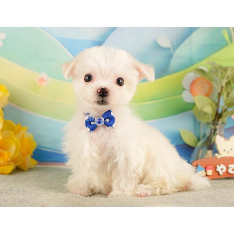 販売中の静岡県のマルチーズ-433068の8枚目