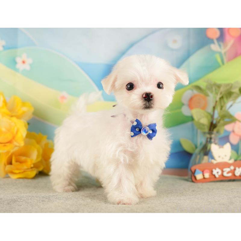 販売中の静岡県のマルチーズ-433068の7枚目