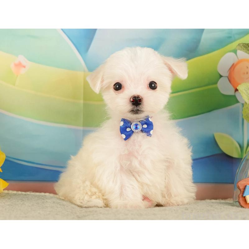 販売中の静岡県のマルチーズ-433068の6枚目