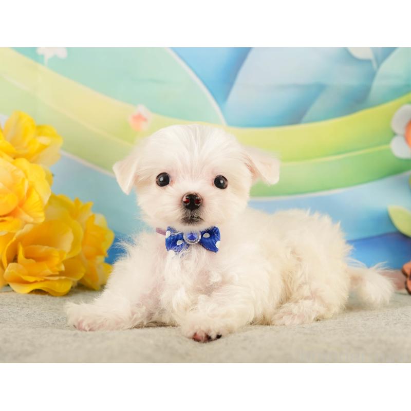 販売中の静岡県のマルチーズ-433068の5枚目